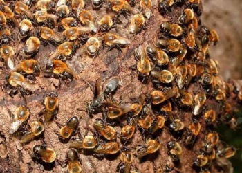 Sindicato Rural abre inscrição para o curso de Meliponicultura