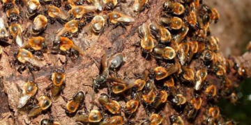 Sindicato Rural abre inscrição para o curso de Meliponicultura