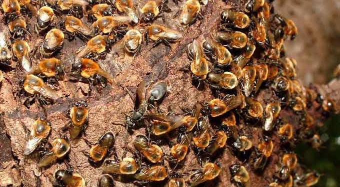 Sindicato Rural abre inscrição para o curso de Meliponicultura