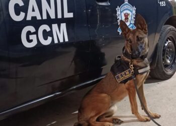 O cão farejador Beretta é o mais novo reforço da Guarda Civil Municipal de Itapetininga.(Divulgação)