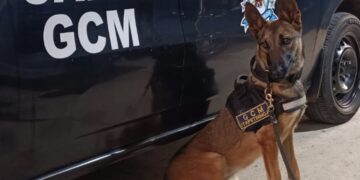 O cão farejador Beretta é o mais novo reforço da Guarda Civil Municipal de Itapetininga.(Divulgação)