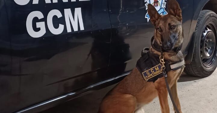 O cão farejador Beretta é o mais novo reforço da Guarda Civil Municipal de Itapetininga.(Divulgação)