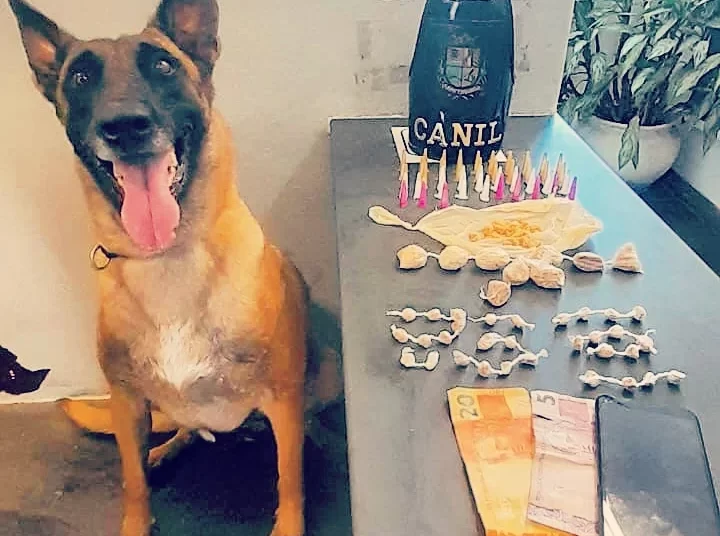 Foram localizadas 86 porções de entorpecentes com a ajuda de Ákila, cão farejador treinado do Grupamento Especializado com Cães – Canil. (Divulgação)