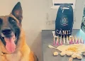Foram localizadas 86 porções de entorpecentes com a ajuda de Ákila, cão farejador treinado do Grupamento Especializado com Cães – Canil. (Divulgação)