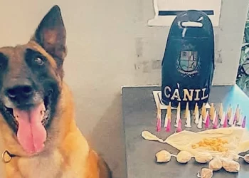 Foram localizadas 86 porções de entorpecentes com a ajuda de Ákila, cão farejador treinado do Grupamento Especializado com Cães – Canil. (Divulgação)
