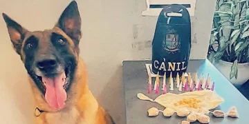 Foram localizadas 86 porções de entorpecentes com a ajuda de Ákila, cão farejador treinado do Grupamento Especializado com Cães – Canil. (Divulgação)
