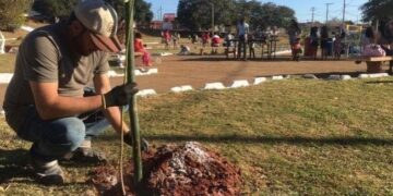 Em 2022, de acordo com a Secretaria do Meio Ambiente, foram 4.196 espécies plantadas em 12 bairros. (Divulgação/Prefeitura de Itapetininga)