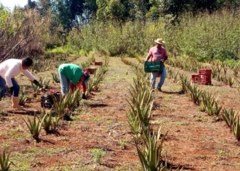 A área de Desenvolvimento Social da Suzano iniciou um trabalho em parceria com a Cooperativa de Produção de Plantas Medicinais (COOPLANTAS), localizada no Assentamento Agrovila V no município de Itaberá (SP). (Divulgação)