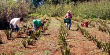 A área de Desenvolvimento Social da Suzano iniciou um trabalho em parceria com a Cooperativa de Produção de Plantas Medicinais (COOPLANTAS), localizada no Assentamento Agrovila V no município de Itaberá (SP). (Divulgação)