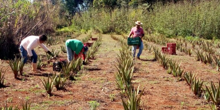 A área de Desenvolvimento Social da Suzano iniciou um trabalho em parceria com a Cooperativa de Produção de Plantas Medicinais (COOPLANTAS), localizada no Assentamento Agrovila V no município de Itaberá (SP). (Divulgação)