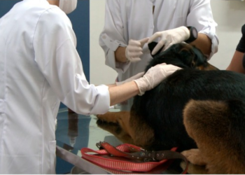 Ambulatório Municipal Pet em tem aumento de quase 50% nos atendimentos