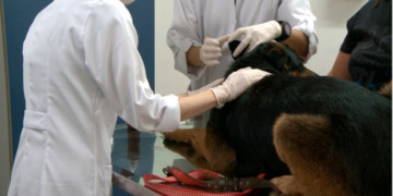 Ambulatório Municipal Pet em tem aumento de quase 50% nos atendimentos
