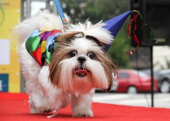 O evento, totalmente gratuito, é uma iniciativa da Uipa, Mia Dotty, SOS Animais e Subsecretaria Municipal de Defesa Animal. (Divulgação)