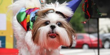 O evento, totalmente gratuito, é uma iniciativa da Uipa, Mia Dotty, SOS Animais e Subsecretaria Municipal de Defesa Animal. (Divulgação)