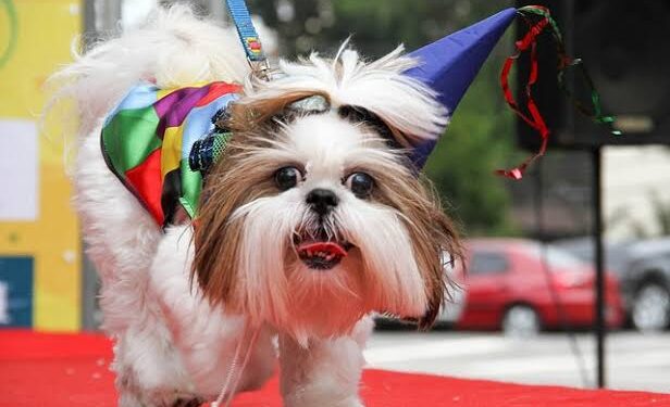 O evento, totalmente gratuito, é uma iniciativa da Uipa, Mia Dotty, SOS Animais e Subsecretaria Municipal de Defesa Animal. (Divulgação)