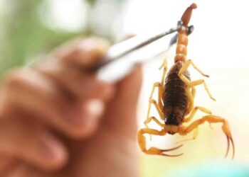 O Estado de SP possui centros de referência para atendimento a casos envolvendo acidentes com animais peçonhentos que estão abastecidos com soros antiveneno. (Agência Brasil)