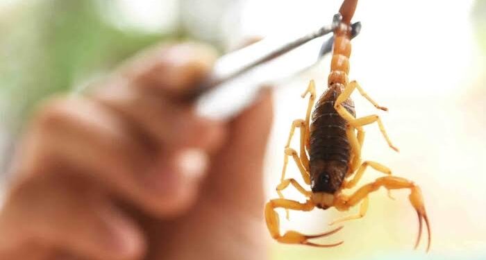 O Estado de SP possui centros de referência para atendimento a casos envolvendo acidentes com animais peçonhentos que estão abastecidos com soros antiveneno. (Agência Brasil)