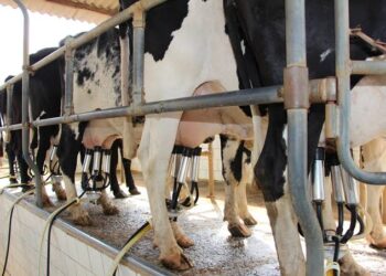 O “Dia de Campo Pecuária Leiteira”, faz parte do Programa Pecuária Leiteira, em parceria com a Secretaria de Agricultura e Abastecimento do Estado de São Paulo. (Agência Brasil)
