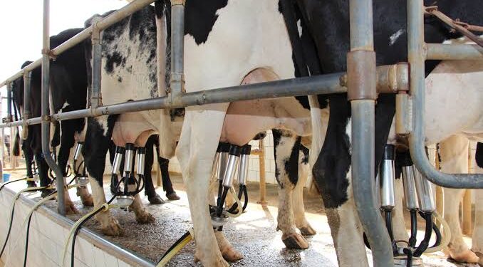 O “Dia de Campo Pecuária Leiteira”, faz parte do Programa Pecuária Leiteira, em parceria com a Secretaria de Agricultura e Abastecimento do Estado de São Paulo. (Agência Brasil)