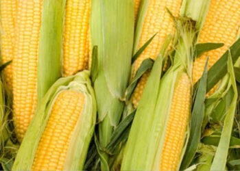 A capacitação tem o objetivo de transformar o milho em conservas, congelados e, utilizá-lo na preparação de receitas doces, salgadas e bebidas, por meio de técnicas artesanais. (Agência Brasil)