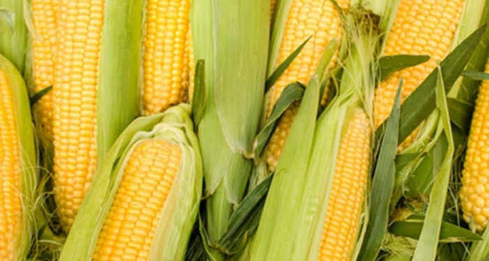 A capacitação tem o objetivo de transformar o milho em conservas, congelados e, utilizá-lo na preparação de receitas doces, salgadas e bebidas, por meio de técnicas artesanais. (Agência Brasil)