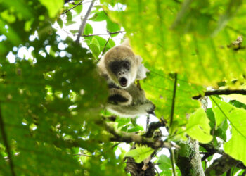 O monitoramento dos muriquis-do-sul faz parte do trabalho de conservação da Suzano que foi iniciado em 2006, em parceria com o Instituto Pró-Muriqui (instituição responsável por organizar as atividades de pesquisa dos muriquis-do-sul).(Divulgação/Suzano)