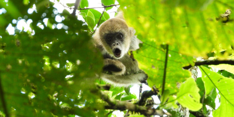 O monitoramento dos muriquis-do-sul faz parte do trabalho de conservação da Suzano que foi iniciado em 2006, em parceria com o Instituto Pró-Muriqui (instituição responsável por organizar as atividades de pesquisa dos muriquis-do-sul).(Divulgação/Suzano)