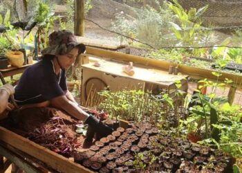 O local funciona como um “berçário” no compromisso de reposição de espécies em eventuais supressões de árvores, sempre com a devida comprovação. (Prefeitura de Itapetininga)