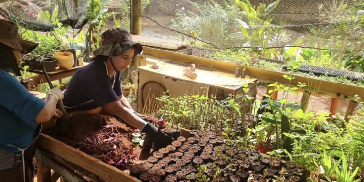 O local funciona como um “berçário” no compromisso de reposição de espécies em eventuais supressões de árvores, sempre com a devida comprovação. (Prefeitura de Itapetininga)