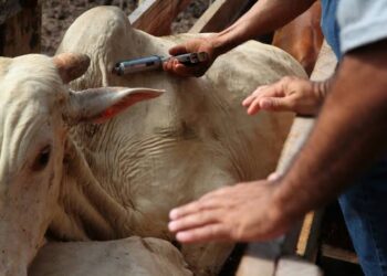 A brucelose é uma infecção altamente contagiosa, causada por bactérias que pertencem ao gênero Brucella. Entre as seis espécies do grupo, a que atinge diretamente os bovinos é classificada como Brucella abortus. (Agência Brasil)