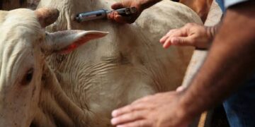 A brucelose é uma infecção altamente contagiosa, causada por bactérias que pertencem ao gênero Brucella. Entre as seis espécies do grupo, a que atinge diretamente os bovinos é classificada como Brucella abortus. (Agência Brasil)