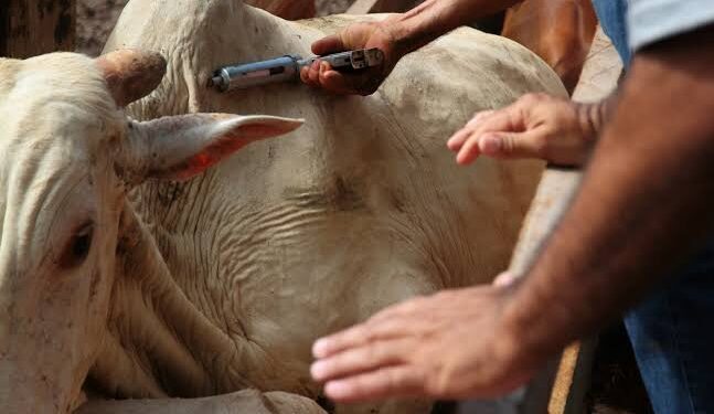 A brucelose é uma infecção altamente contagiosa, causada por bactérias que pertencem ao gênero Brucella. Entre as seis espécies do grupo, a que atinge diretamente os bovinos é classificada como Brucella abortus. (Agência Brasil)