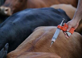 A febre aftosa é uma doença infecciosa aguda que causa febre, seguida do aparecimento de vesículas (aftas), principalmente, na boca e nos pés de animais de casco fendido, sendo causada por um vírus, com sete tipos diferentes, que pode se espalhar rapidamente. (Agência Brasil)