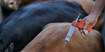 A febre aftosa é uma doença infecciosa aguda que causa febre, seguida do aparecimento de vesículas (aftas), principalmente, na boca e nos pés de animais de casco fendido, sendo causada por um vírus, com sete tipos diferentes, que pode se espalhar rapidamente. (Agência Brasil)