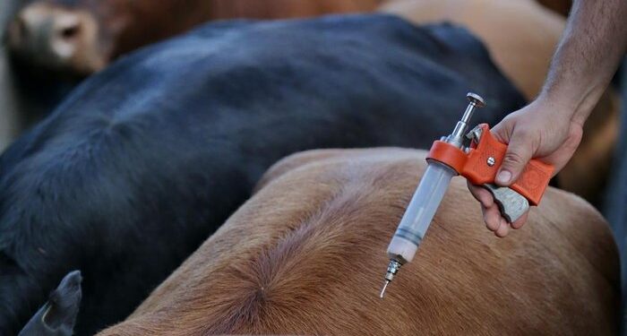 A febre aftosa é uma doença infecciosa aguda que causa febre, seguida do aparecimento de vesículas (aftas), principalmente, na boca e nos pés de animais de casco fendido, sendo causada por um vírus, com sete tipos diferentes, que pode se espalhar rapidamente. (Agência Brasil)