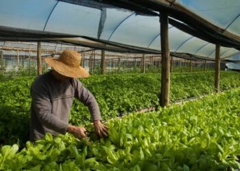 A olericultura consiste no plantio de verduras e hortaliças. (Agência Brasil)