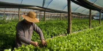 A olericultura consiste no plantio de verduras e hortaliças. (Agência Brasil)