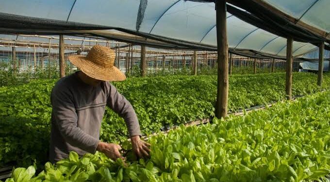 A olericultura consiste no plantio de verduras e hortaliças. (Agência Brasil)