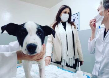 A deputada federal Simone Marquetto (MDB) destinou R$ 300 mil para castração gratuita de animais de rua e de famílias de baixa renda em Itapetininga. (Divulgação)