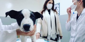 A deputada federal Simone Marquetto (MDB) destinou R$ 300 mil para castração gratuita de animais de rua e de famílias de baixa renda em Itapetininga. (Divulgação)