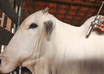 De acordo com o Ministério da Agricultura e Pecuária, cerca de 73 milhões de bovinos e bubalinos de todas as idades devem ser imunizados. (Divulgação/Mapa)
