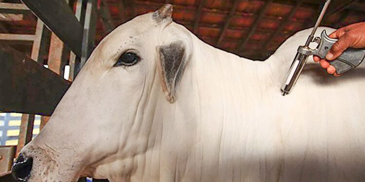 De acordo com o Ministério da Agricultura e Pecuária, cerca de 73 milhões de bovinos e bubalinos de todas as idades devem ser imunizados. (Divulgação/Mapa)