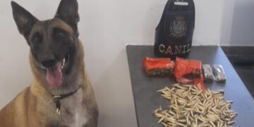 As drogas foram encontradas com o auxílio do cão farejador Akila do Grupamento Especializado com Cães – Canil. (Divulgação)