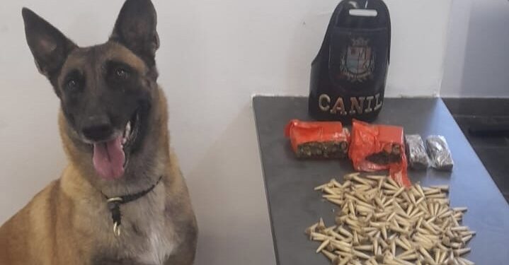 As drogas foram encontradas com o auxílio do cão farejador Akila do Grupamento Especializado com Cães – Canil. (Divulgação)