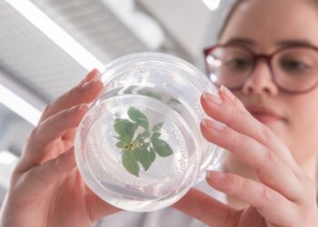 florestal. A FuturaGene desenvolve pesquisas avançadas de eucalipto e é referência global nessa área. (Divulgação)