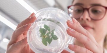florestal. A FuturaGene desenvolve pesquisas avançadas de eucalipto e é referência global nessa área. (Divulgação)
