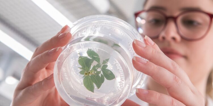 florestal. A FuturaGene desenvolve pesquisas avançadas de eucalipto e é referência global nessa área. (Divulgação)