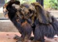 Primata gestante precisou ser submetida a uma cesárea; ameaçados de extinção, animais são exclusivos da Mata Atlântica. (Divulgação)