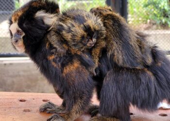 Primata gestante precisou ser submetida a uma cesárea; ameaçados de extinção, animais são exclusivos da Mata Atlântica. (Divulgação)