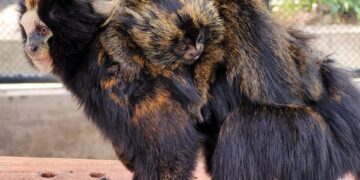 Primata gestante precisou ser submetida a uma cesárea; ameaçados de extinção, animais são exclusivos da Mata Atlântica. (Divulgação)
